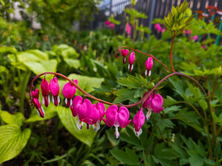 A bunch of bleeding heart flowers in a garden
