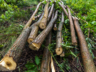 Obraz premium A pile of logs laying on the ground in the woods