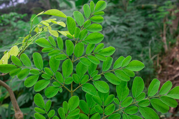 Obraz premium Close-up of Moringa leaves (Moringa oleifera) showcasing rich green color and texture. Ideal for scientific, herbal, or health content highlighting nutritional benefits and medicinal properties.