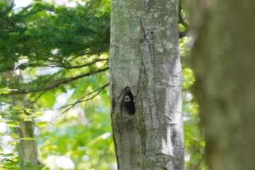 巣穴から顔を出すクマゲラの幼鳥