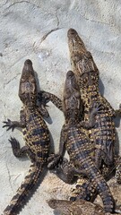 Group of baby crocodiles resting on concrete
