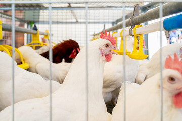 Dekalb White chicken drinking from water dispenser system at poultry farm