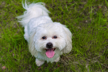 kleiner weisser Hund im Garten