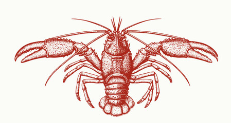 Lobster sea animal engraving vector illustration. Ink sketch of lobster.