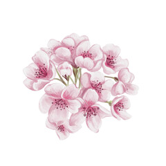Pink sakura flowers. Small spring bouquet. Cherry blossom festival. Petals and buds. Spring blossom of trees. Watercolor illustration without background. Hand drawing.