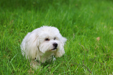 kleiner weisser Hund liegt lauernd im Garten