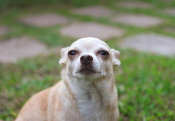 brown short hair  Chihuahua dog  sitting on green grass in the garden, looking  at camera with his ears pulled back or flatten. Dog behavior concept.