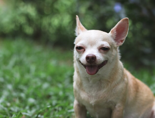 cute brown short hair chihuahua dog, smiling and looking at camera on green garden background with copy space.