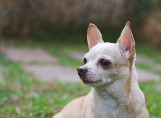 brown short hair chihuahua dog sitting  on green grass in the garden, looking sideway curiously.