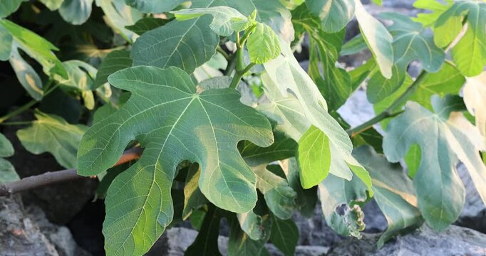 Fig tree leaves moving slowly in the wind. Close up of a branch of a fig tree.