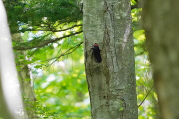 巣穴から顔を出すクマゲラの幼鳥