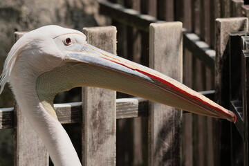 ペリカン