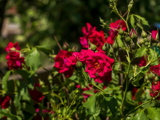 Vibrant Red Roses Blooming in a Sunny Garden