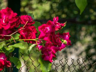 Climbing Red Roses Adorning a Garden Fence