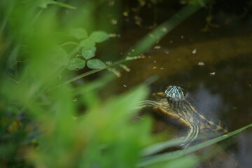 Meso-American slider (Trachemys venusta) in small garden pond during hot rainy summer day.