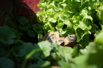 Small Steppe tortoise (Testudo horsfieldii) looking for shadow under salad leaves in tortoise enclosure during hot summer day.