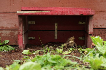 Closeup view of European toad (Bufo bufo) in transport box to safer place, because every year hundreds of them die under wheels  on roads.