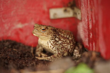 Closeup view of European toad (Bufo bufo) in transport box to safer place, because every year hundreds of them die under wheels  on roads.