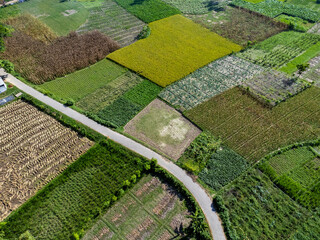 natural creek rice field green weather drone image. aerial view rice field top view.  aerial views...
