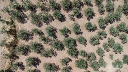 Campo di ulivi nel paesaggio rurale visto dal drone