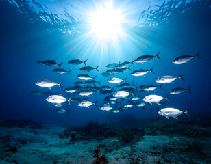 Fototapeta premium Vibrant School of Jackfish Swimming in Sunlit Ocean Reef