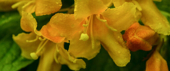 SPRING FLOWERS - A beautiful flowering in a the garden