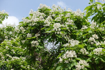 Plenty of white flowers of Catalpa bignonioides tree in June