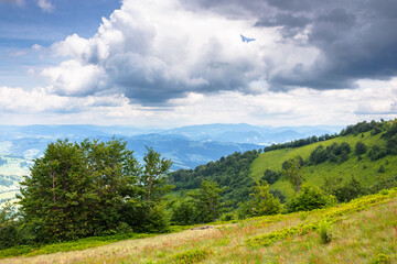 deciduous trees on the green hillside. alps of ukraine. scenery with forested hills of carpathian mountains. scenic view from borzhava ridge on a cloudy day. transcarpathia travel landscape in summer
