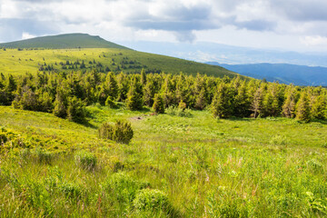 mountain landscape with forest in summer. nature with grass on the hill and cloudy sky. scenic view of outdoor background. beautiful scenery for travel
