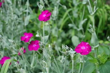 Four magenta colored flowers of Silene coronaria in mid June