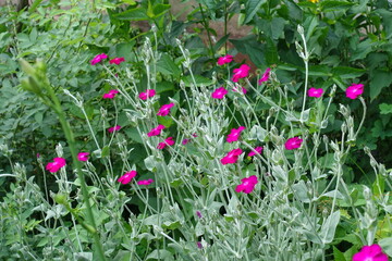 Fuchsia colored flowers of Silene coronaria in mid June