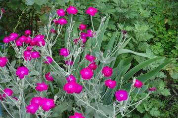 Profuse magenta colored flowers of Silene coronaria in June