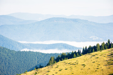 mountain landscape of ukrainian alps in summer. peaceful nature scenery. morning scenery with fog in the distant valley. forest on the steep slope of chornohora ridge. outdoor adventure