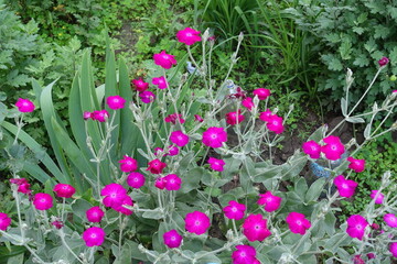 Profusion of magenta colored flowers of Silene coronaria in mid June