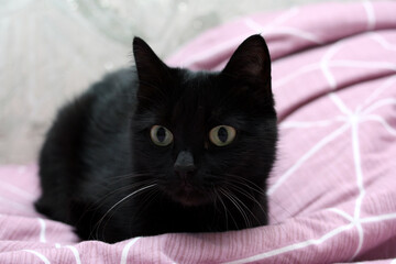 Black sleek cat close-up. A black cat lies on the bed.