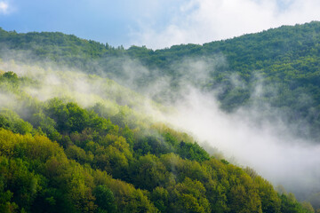 fog evaporating above the foliage forest on the hill. green environment background in highlands of ukraine. fresh sunny weather with clouds on the blue sky