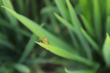 An insect likely a stink bug rests on a long green plant leaf against a blurred green background