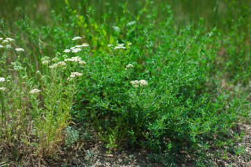 green grass