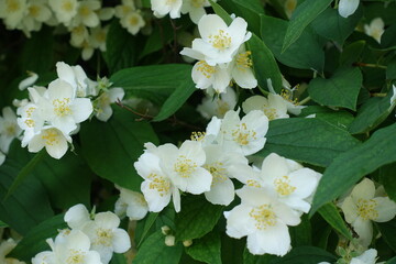 Multiplicity of white flowers of Philadelphus coronarius in mid June