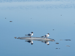 Two seagulls sit on an ice floe during a calm on a lake in spring