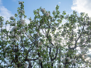 Many large white apple blossoms on apple tree branches in summer in good sunny weather