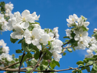 Many large white apple blossoms on apple tree branches in summer in good sunny weather
