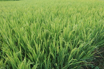Lush green rice paddy field stalks swaying in a close vibrant agricultural landscape