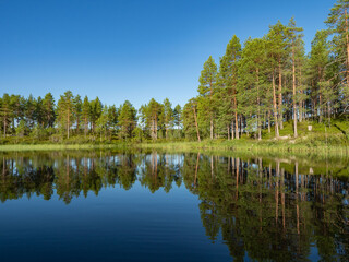 Obraz premium The forest is reflected in the calm water of the lake on a calm summer sunny cloudless day