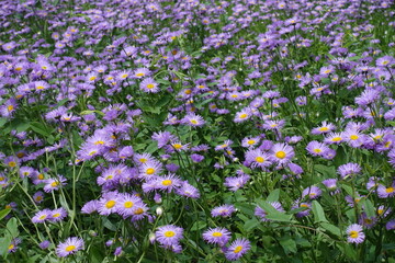 Fototapeta premium Huge amount of violet flowers of Erigeron speciosus in mid June