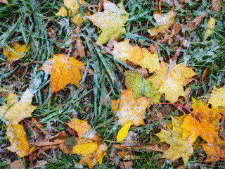 Canadian maple leaves covered with fresh snow on green grass in autumn in the park
