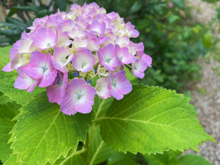 Light Pink Hydrangea with Dewy Petals - A fresh hydrangea bloom in soft pink and lavender hues with dew-like raindrops.