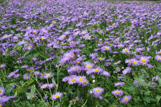 Infinite violet flowers of Erigeron speciosus in mid June