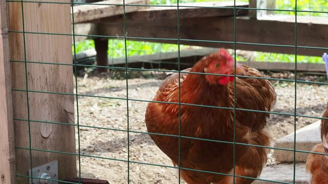 A laying hen in a chicken coop behind a net. red hens in the henhouse. Chicken in a hen house on an eco-farm. Chickens in a hen house. Chicken eggs. Domestic poultry farm.