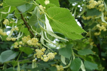 Close up of flowers of linden tree in June